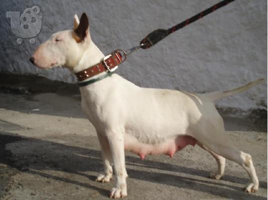 BULL TERRIER